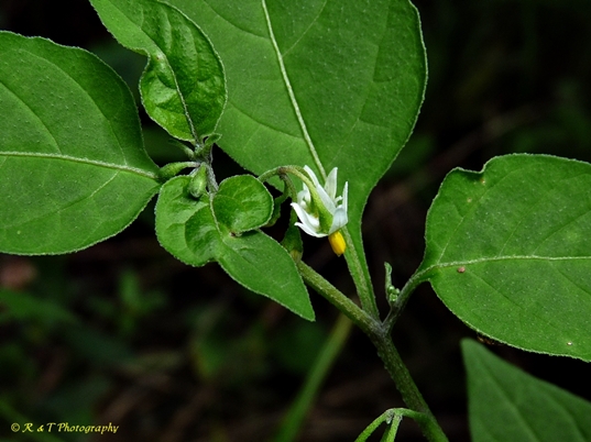 {Solanum ptychanthum}